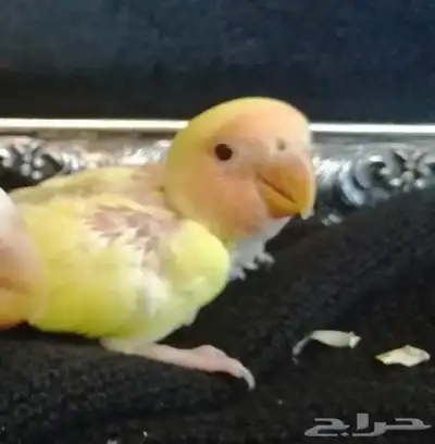 فروخ روز 4