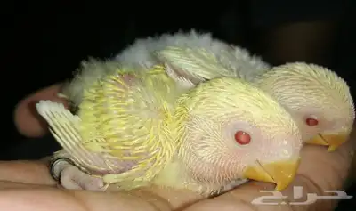فروخ روز 9