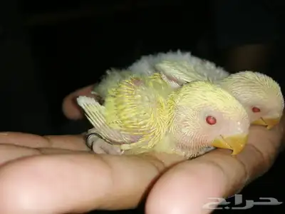 فروخ روز 11