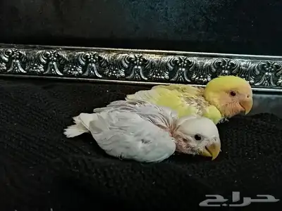 فروخ روز 5