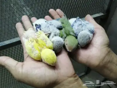 فروخ روز 0