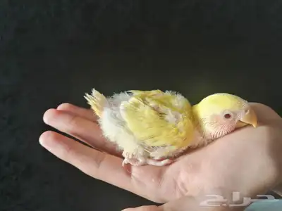 فروخ روز 3