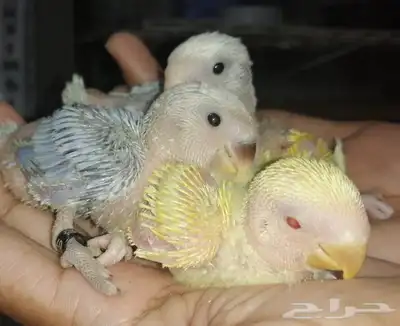 فروخ روز 1