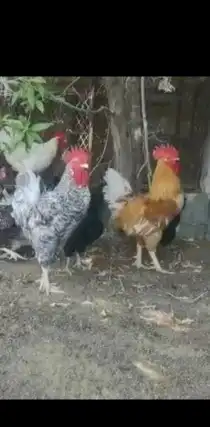 صيصان دجاج تركي () 0