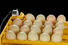 فقاسات جميع احجام مع هدايا وضمان وشحن مجاني 12