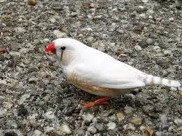 جميع انواع الطيور الليف وغيرالليف 5