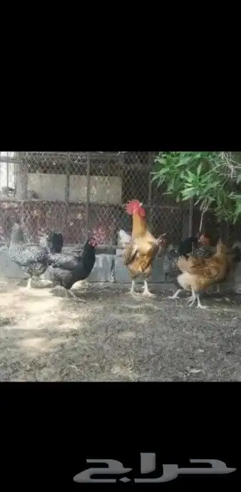 صيصان دجاج تركي () 2