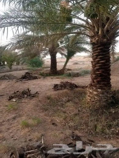 توريد وتكريب وقلع وغرس جميع انواع النخل 3