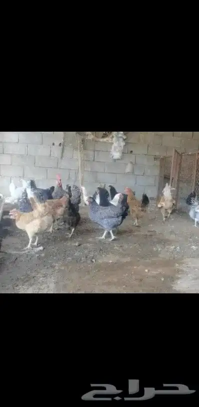صيصان دجاج تركي () 9