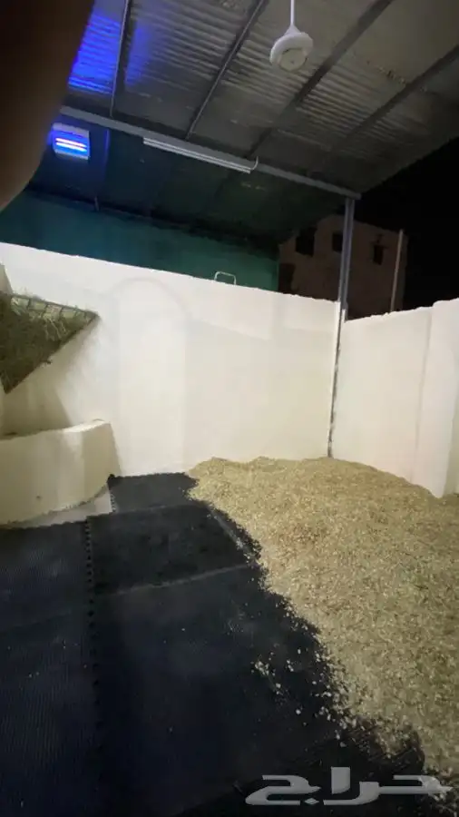 مربط ايواء خيل ايجار غرف بوايك بواديك اسطبل خيول فرس حصان 40