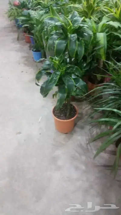 مشتل زراعي بالرياض 25