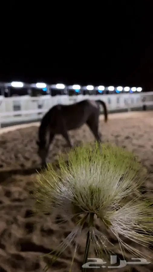 مربط ايواء خيل ايجار غرف بوايك بواديك اسطبل خيول فرس حصان 36