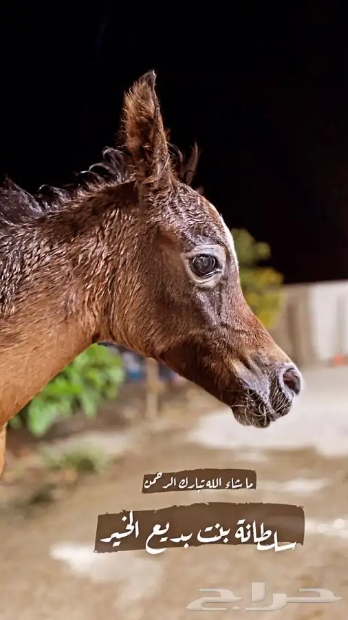 مربط ايواء خيل ايجار غرف بوايك بواديك اسطبل خيول فرس حصان 21
