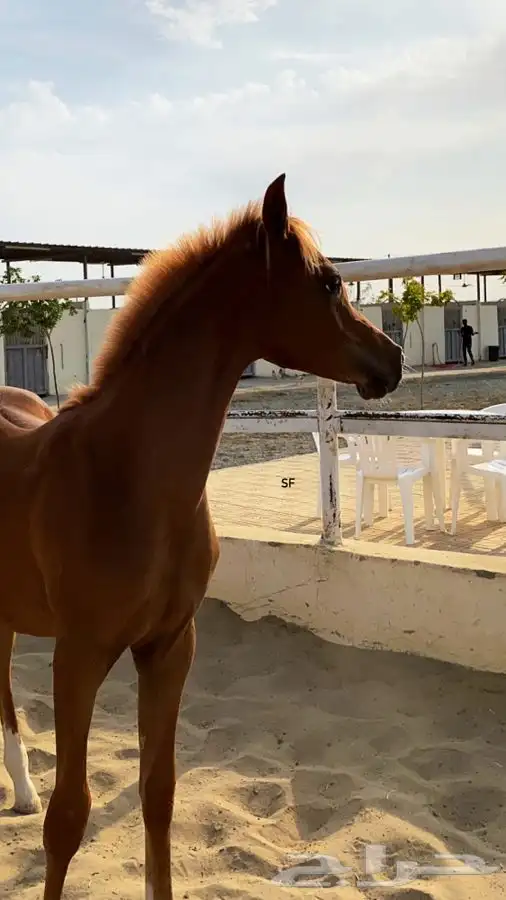 مربط ايواء خيل ايجار غرف بوايك بواديك اسطبل خيول فرس حصان 28