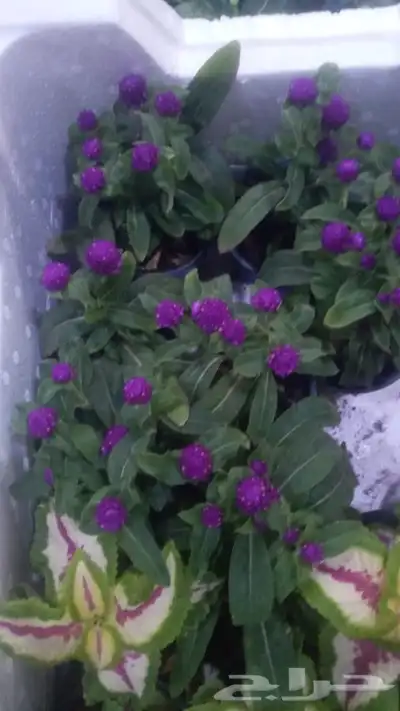 مشتل زراعي بالرياض 29