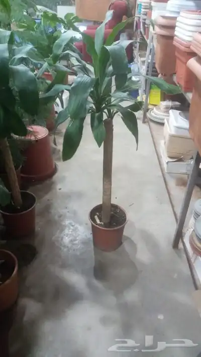 مشتل زراعي بالرياض 23