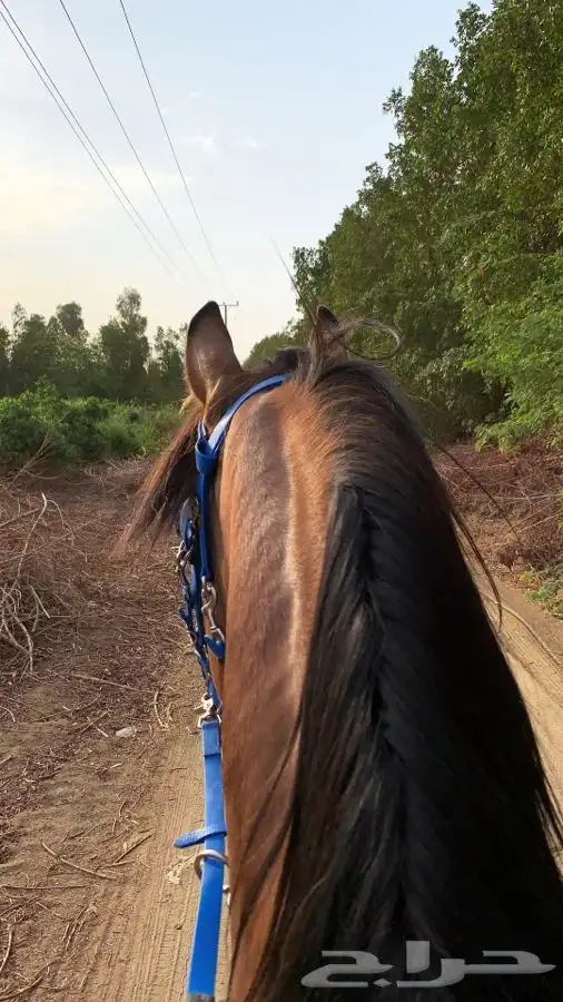 مربط ايواء خيل ايجار غرف بوايك بواديك اسطبل خيول فرس حصان 10