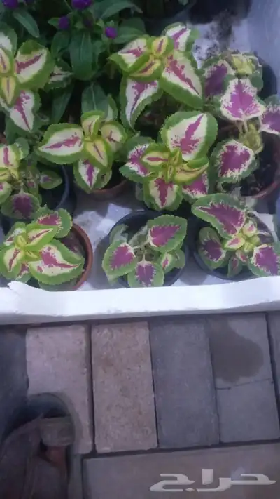 مشتل زراعي بالرياض 31