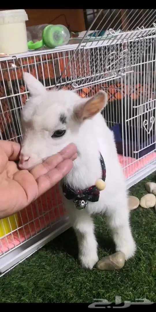 ماعز قزمي تشيكي ذكر عدد 6 مواليد 0