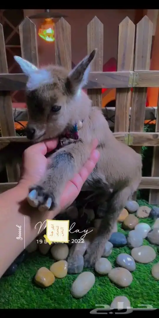 ماعز قزمي تشيكي ذكر عدد 6 مواليد 3