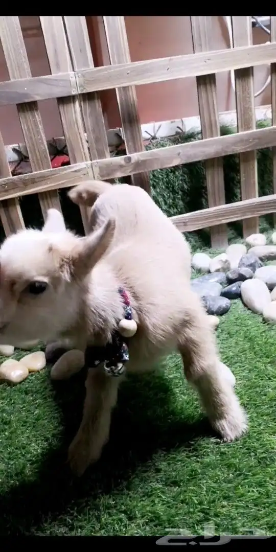 ماعز قزمي تشيكي ذكر عدد 6 مواليد 4