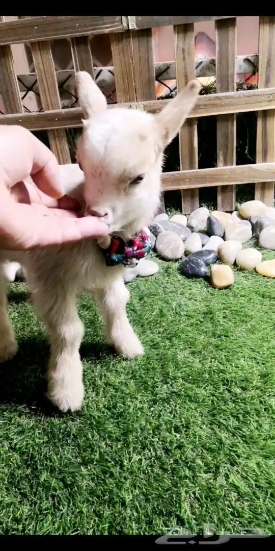 ماعز قزمي تشيكي ذكر عدد 6 مواليد 5