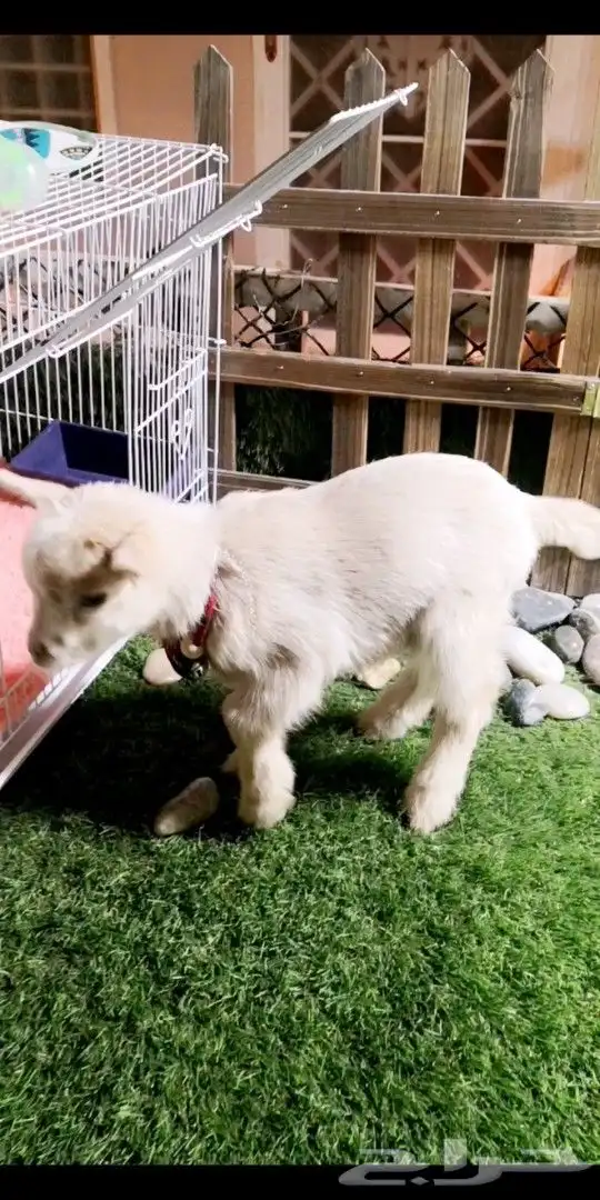 ماعز قزمي تشيكي ذكر عدد 6 مواليد 2