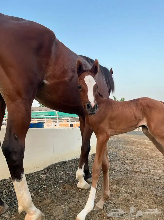 مربط ايواء خيل ايجار غرف بوايك بواديك اسطبل خيول فرس حصان 6
