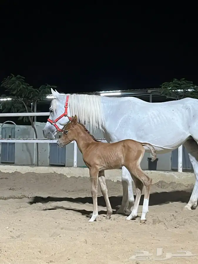 مربط ايواء خيل ايجار غرف بوايك بواديك اسطبل خيول فرس حصان 7
