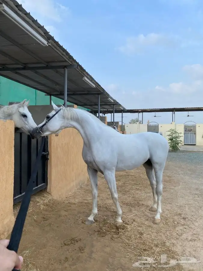 مربط ايواء خيل ايجار غرف بوايك بواديك اسطبل خيول فرس حصان 3