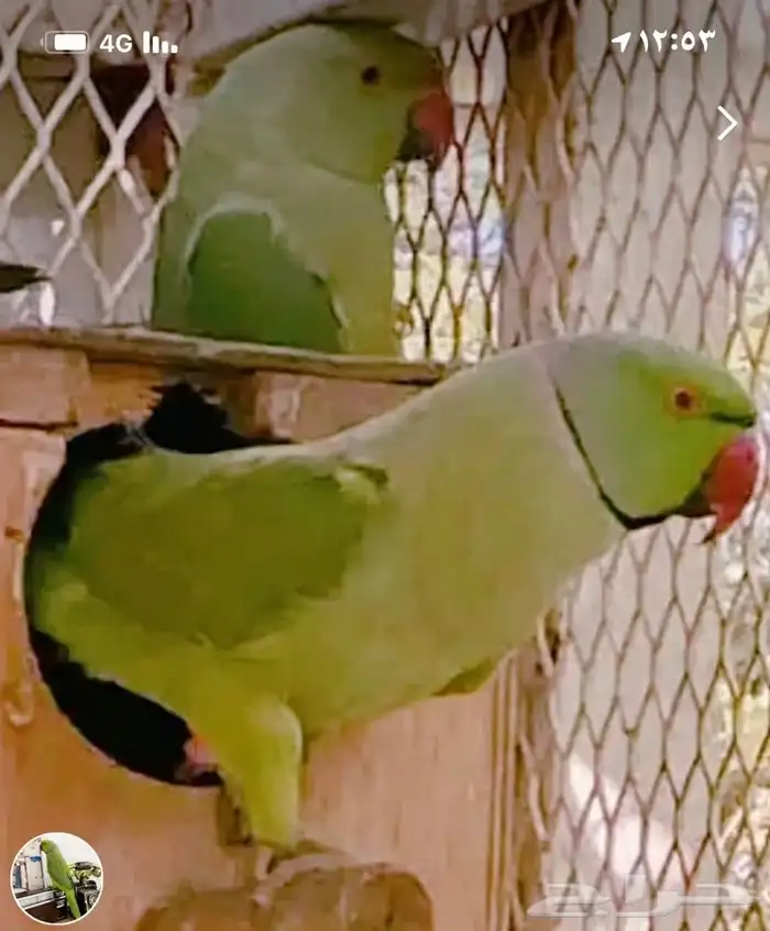 جميع انواع الطيور الليف وغيرالليف 1