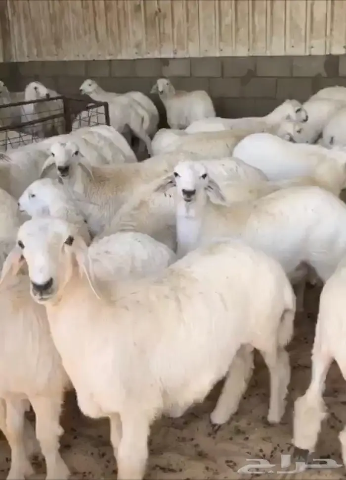 متجر ذبيحة 37