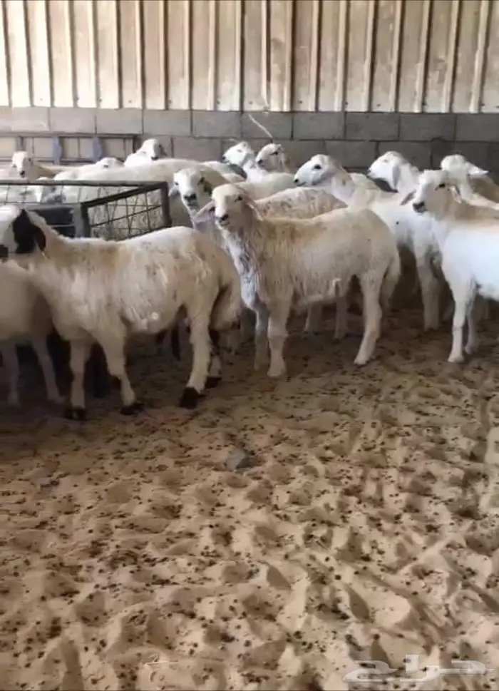 متجر ذبيحة 42