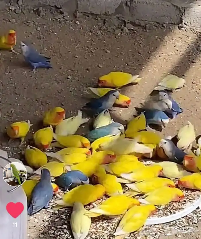 جميع انواع الطيور الليف وغيرالليف 3