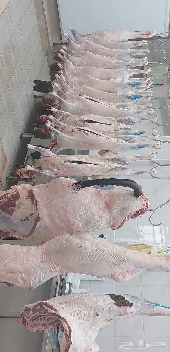 متجر ذبيحة 20