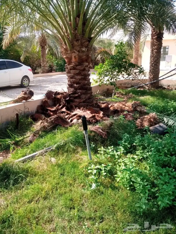 توريد وتكريب وقلع وغرس جميع انواع النخل 1