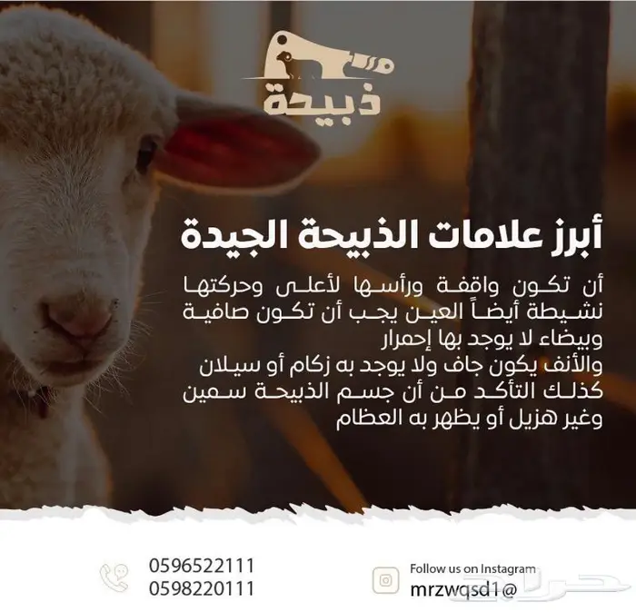 متجر ذبيحة 12