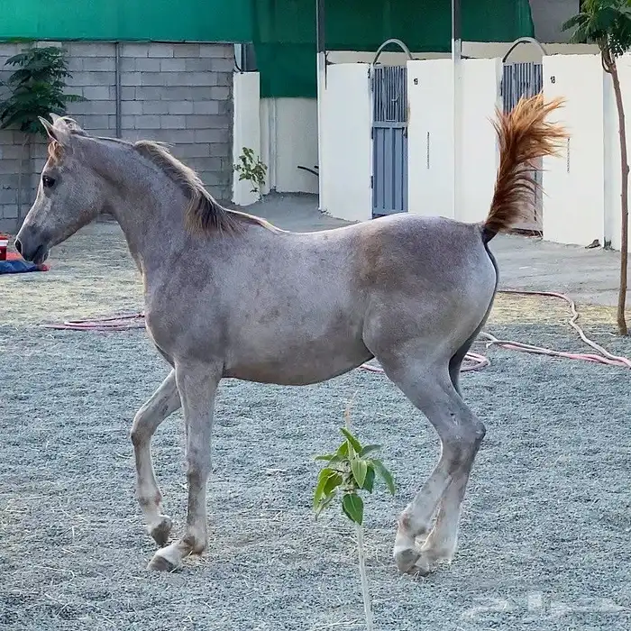 مربط ايواء خيل ايجار غرف بوايك بواديك اسطبل خيول فرس حصان 34