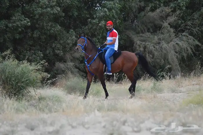 مربط ايواء خيل ايجار غرف بوايك بواديك اسطبل خيول فرس حصان 9