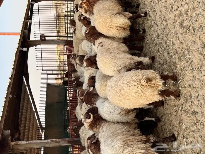 متجر ذبيحة 29