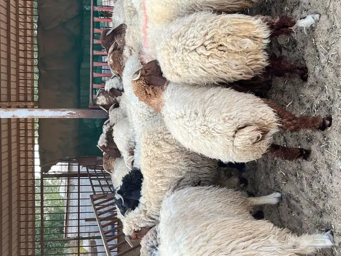 متجر ذبيحة 30