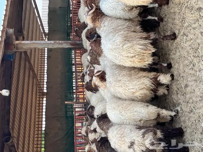 متجر ذبيحة 31