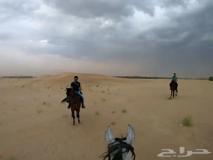 مربط ايواء خيل ايجار غرف بوايك بواديك اسطبل خيول فرس حصان 15