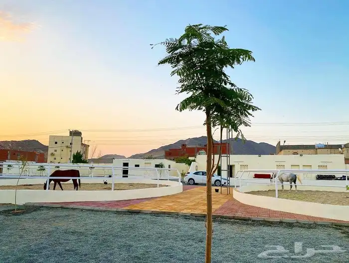 مربط ايواء خيل ايجار غرف بوايك بواديك اسطبل خيول فرس حصان 43