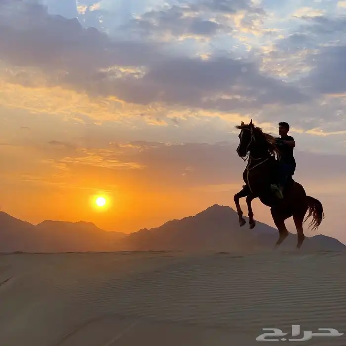 مربط ايواء خيل ايجار غرف بوايك بواديك اسطبل خيول فرس حصان 19