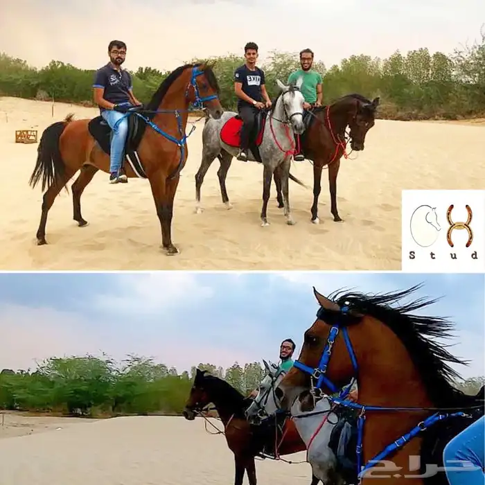 مربط ايواء خيل ايجار غرف بوايك بواديك اسطبل خيول فرس حصان 13