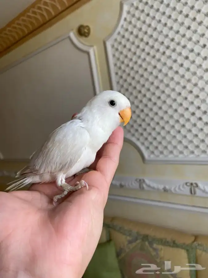 روز 3