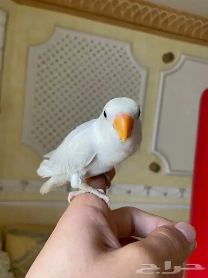 روز 0