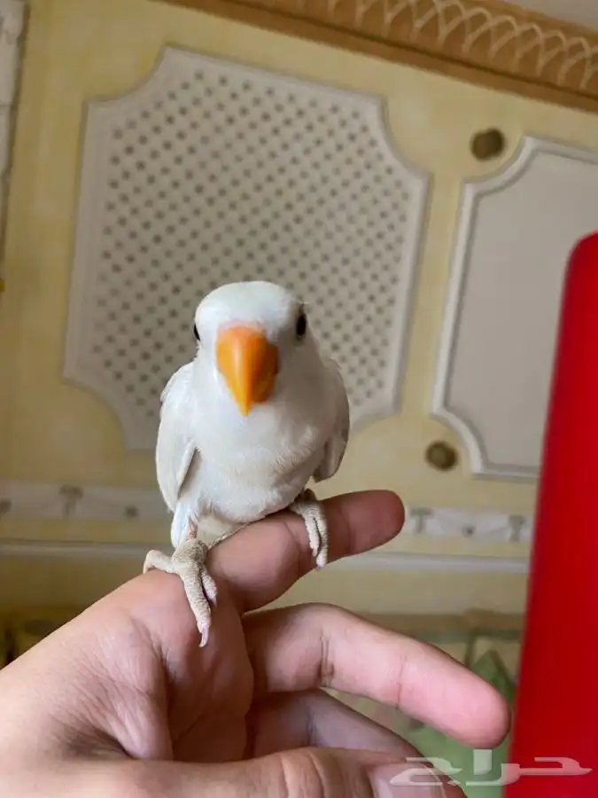 روز 1