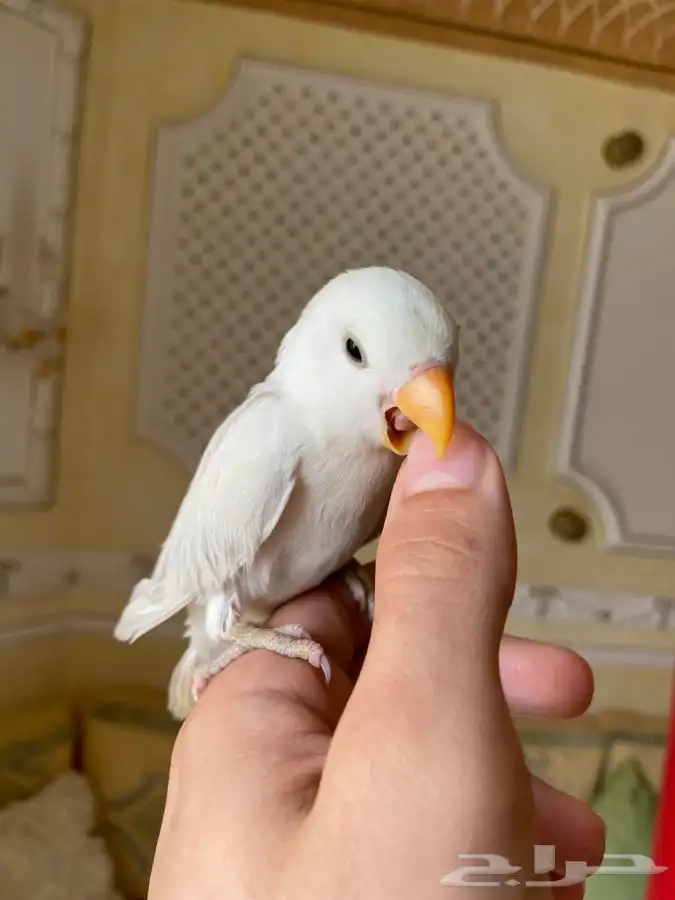 روز 2